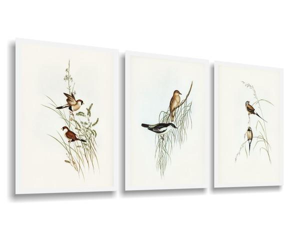 3 Quadros Decorativos Passarinhos Animais Conjunto Moldura