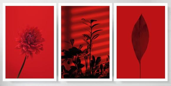 3 Quadros Folhagem Vermelha Tropical Decoração Com Moldura