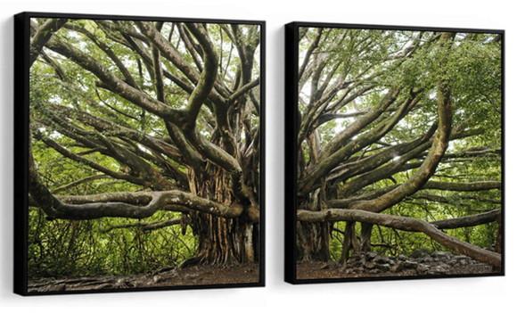 Kit 2 Quadros Floresta Verde Folhagem Decoração Com Molduras