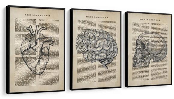 Kit 3 Quadros Anatomia Medicina Decoração Conjunto Moldura