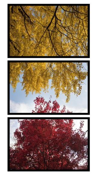 Kit 3 Quadros Arvore Folhagem Decoração Paisagem Com Moldura