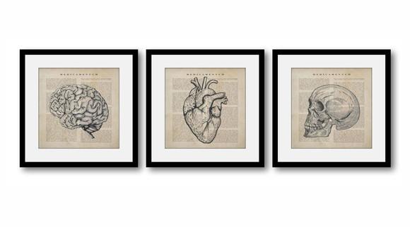 Kit 3 Quadros Decorativos Anatomia Medicina Moldura e Vidro