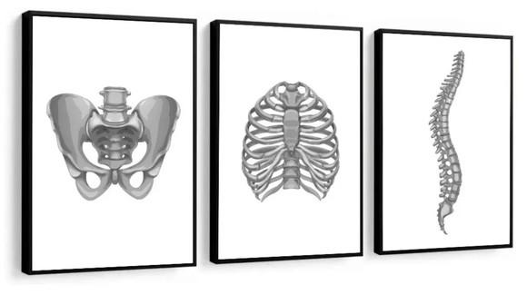 Kit 3 Quadros Decorativos Anatomia Ossos Medico Com Molduras