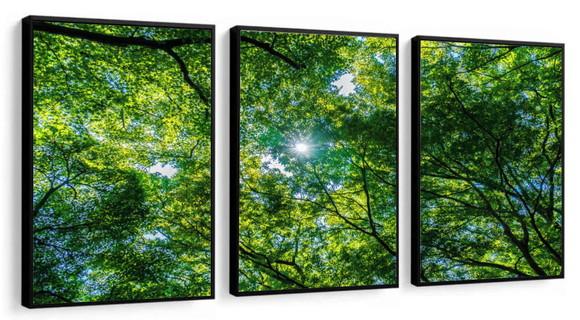 Kit 3 Quadros Decorativos Arvore Floresta Verde Com Moldura