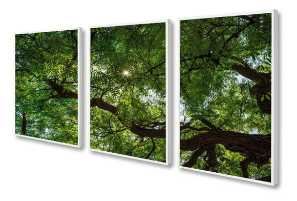 Kit 3 Quadros Decorativos Arvore Verde Floresta Com Moldura