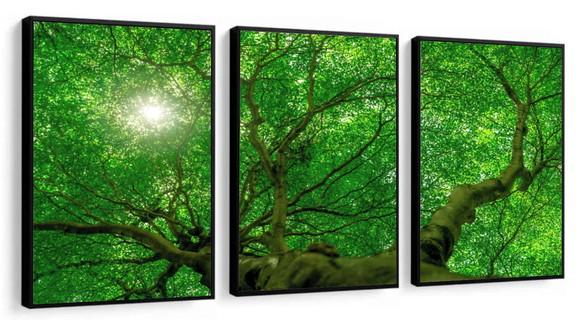Kit 3 Quadros Decorativos Arvore Verde Floresta Com Moldura