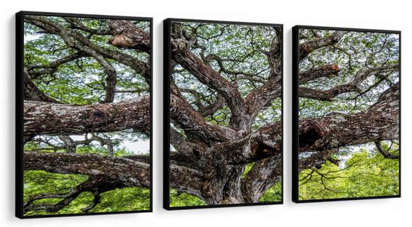 Kit 3 Quadros Decorativos Arvore Verde Para Sala Com Moldura
