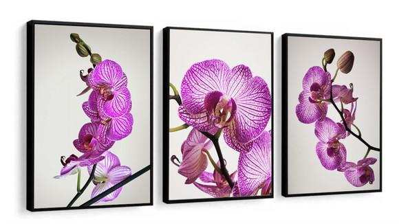 Kit 3 Quadros Decorativos De Flores Orquídea Rosa Molduras