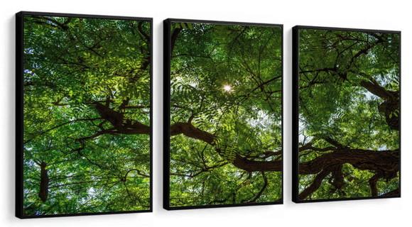 Kit 3 Quadros Decorativos Folhagem Verde Arvore Trio Moldura