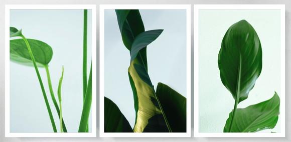 Kit 3 Quadros Decorativos Folhagem Verde Tropical Moldura