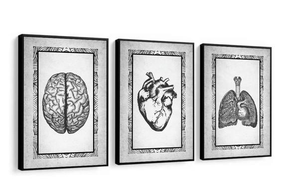Kit 3 Quadros Decorativos Medicina Anatomia Moderno Moldura