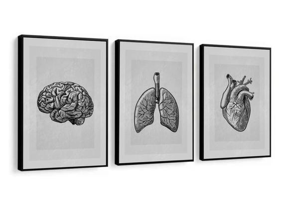 Kit 3 Quadros Decorativos Medicina Consultório Com Moldura