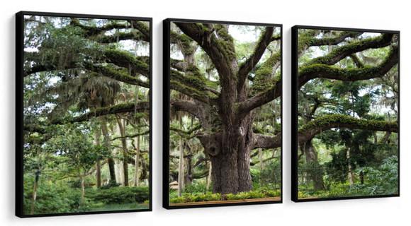Kit 3 Quadros Decorativos Paisagem Arvore Folhagem Moldura