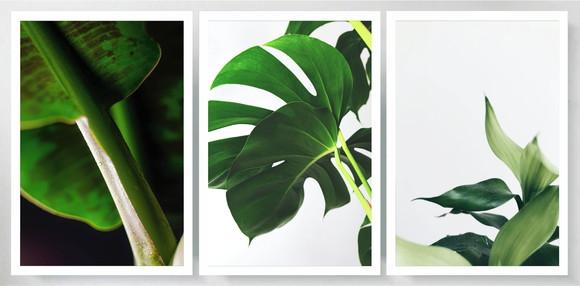 Kit 3 Quadros Folhagem Monstera Verde Decoração Com Moldura