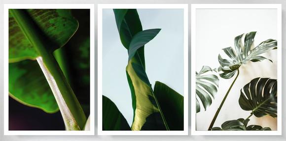 Kit 3 Quadros Folhagem Tropical Verde Decoração Com Moldura