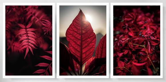 Kit 3 Quadros Folhagem Vermelha Tropical Decoração Moldura