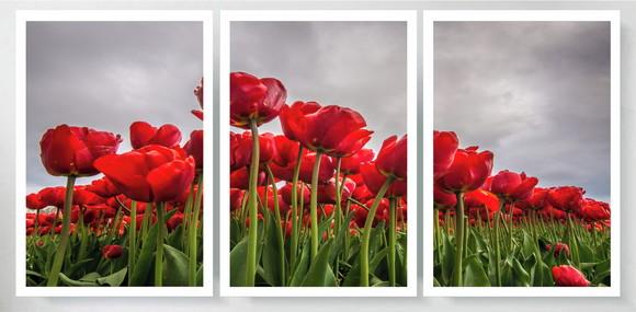 Kit 3 Quadros Tulipas Vermelhas Decoração Conjunto Moldura