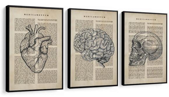 Quadros Decorativos Medicina Consultório Anatomia com Vidro