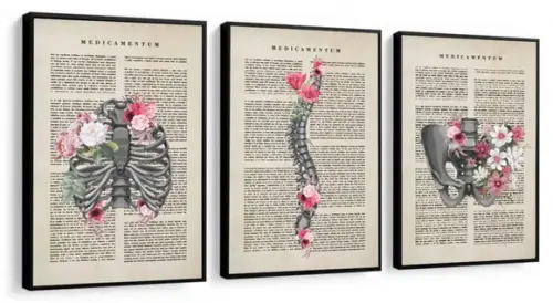 3 Quadros Anatomia Consultório De Medicina Decoração Moldura
