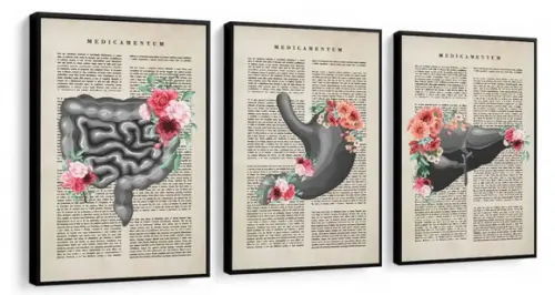 3 Quadros Anatomia Consultório Medicina Decoração Moldura