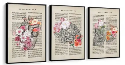 3 Quadros Anatomia Medicina Consultório Decoração Molduras