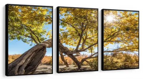3 Quadros Decorativos Arvore Folhagem Amarelo Sol Molduras