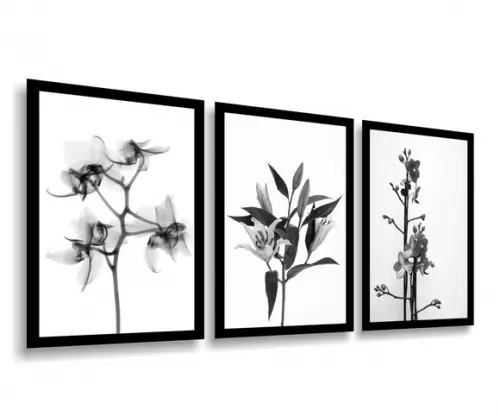 3 Quadros Decorativos Botânico Flores Preto e Branco Moldura