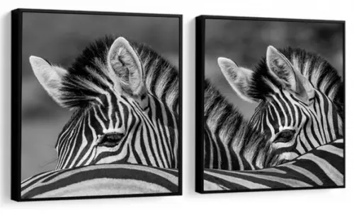 Kit 2 Quadros Animal Safari Zebra Decoração Conjunto Moldura