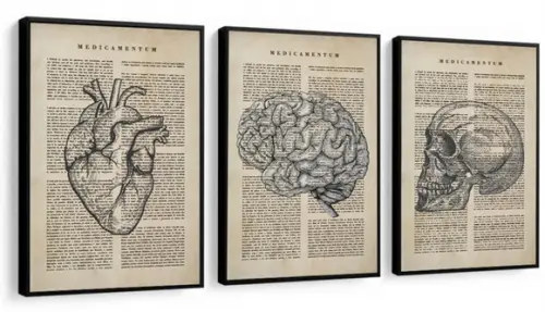 Kit 3 Quadros Anatomia Medicina Decoração Conjunto Moldura
