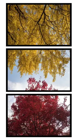 Kit 3 Quadros Arvore Folhagem Decoração Paisagem Com Moldura