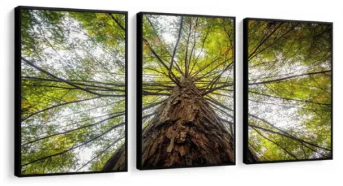 Kit 3 Quadros Arvore Folhagem Verde Galhos Decoração Moldura