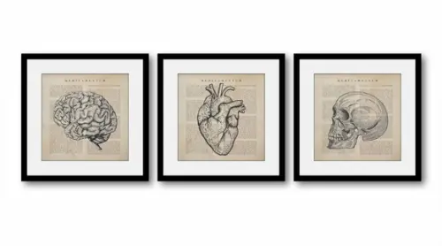 Kit 3 Quadros Decorativos Anatomia Medicina Moldura e Vidro
