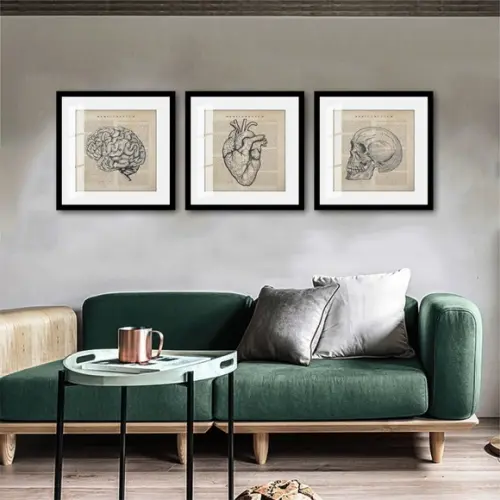 Kit 3 Quadros Decorativos Anatomia Medicina Moldura e Vidro