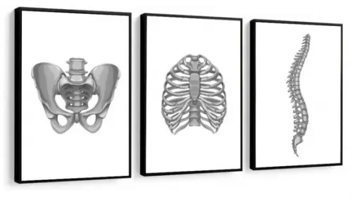Kit 3 Quadros Decorativos Anatomia Ossos Medico Com Molduras
