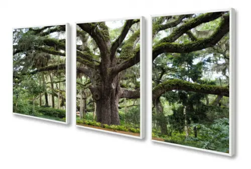 Kit 3 Quadros Decorativos Arvore Folhagem Paisagem Moldura