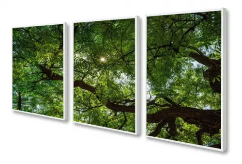 Kit 3 Quadros Decorativos Arvore Verde Floresta Com Moldura
