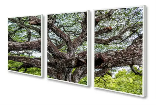 Kit 3 Quadros Decorativos Arvore Verde Paisagem Com Moldura