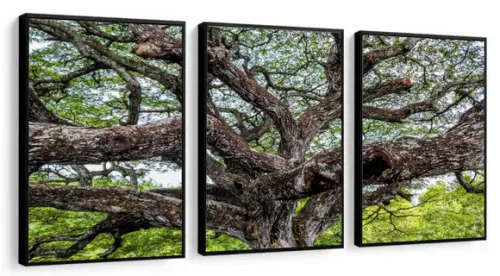 Kit 3 Quadros Decorativos Arvore Verde Para Sala Com Moldura