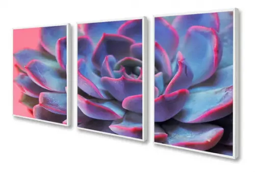 Kit 3 Quadros Decorativos Flores Suculenta Moderno Moldura