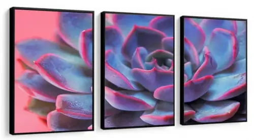 Kit 3 Quadros Decorativos Flores Suculenta para Sala Moldura