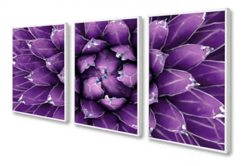 Kit 3 Quadros Decorativos Flores Suculenta Para Sala Moldura