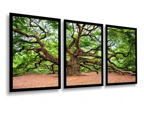 Kit 3 Quadros Decorativos Florestas Arvores Botânico Moldura