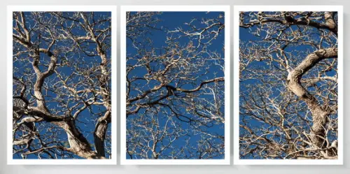 Kit 3 Quadros Decorativos Galhos Paisagem Azul Com Moldura