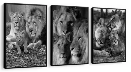 Kit 3 Quadros Decorativos Leão Preto e Branco Sala Moldura