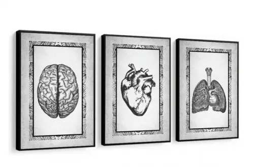 Kit 3 Quadros Decorativos Medicina Anatomia Moderno Moldura