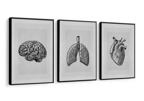 Kit 3 Quadros Decorativos Medicina Consultório Com Moldura