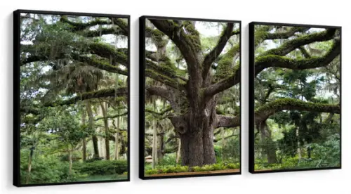 Kit 3 Quadros Decorativos Paisagem Arvore Folhagem Moldura