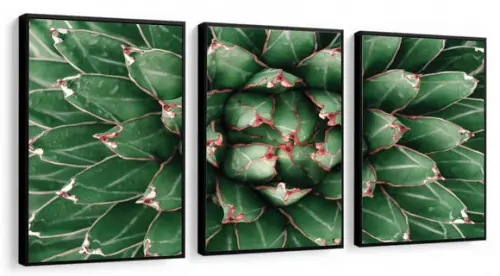 Kit 3 Quadros Decorativos Suculenta Verde Planta Com Moldura