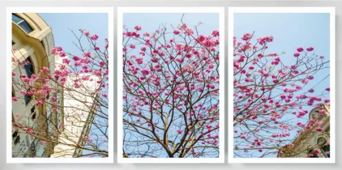 Kit 3 Quadros Flor Cerejeira Arvore Decoração Com Moldura