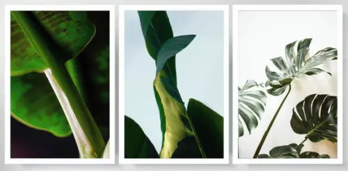 Kit 3 Quadros Folhagem Tropical Verde Decoração Com Moldura